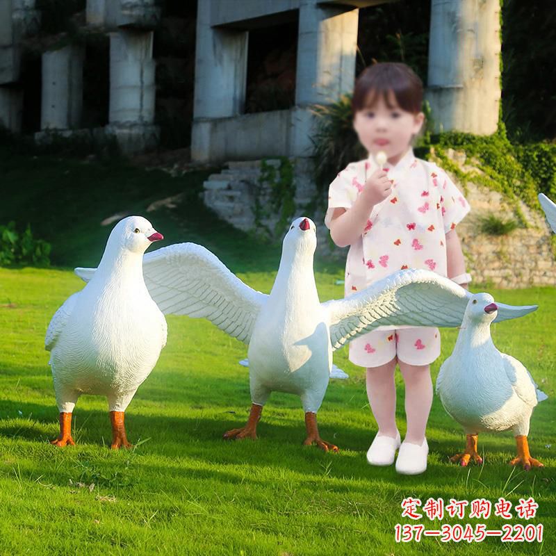 绵阳和平鸽唤醒内心的宁静