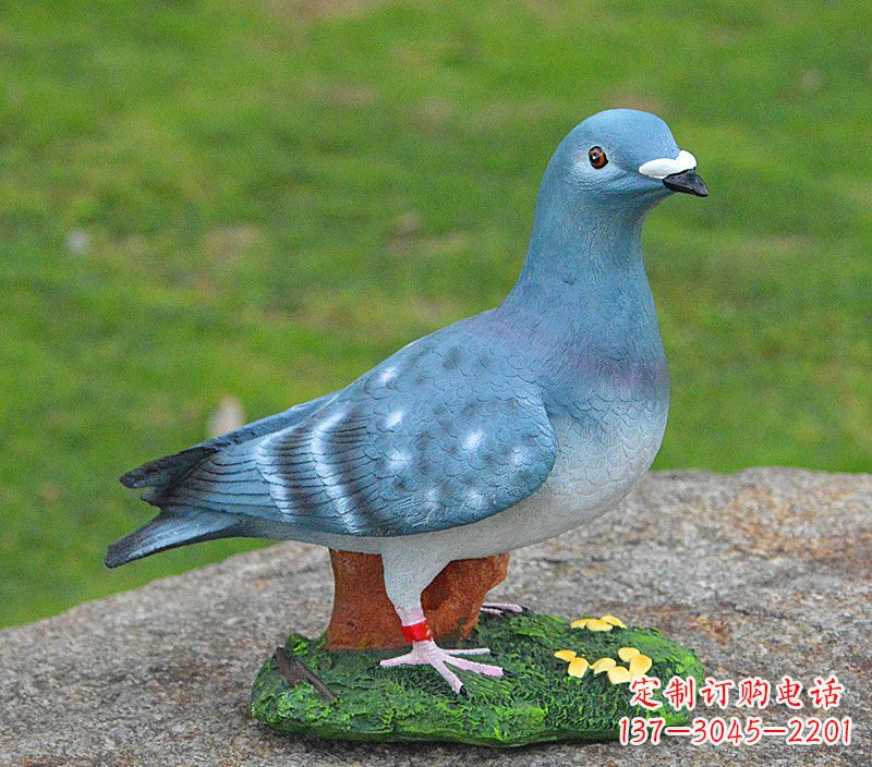 绵阳和平鸽传承着永恒的爱
