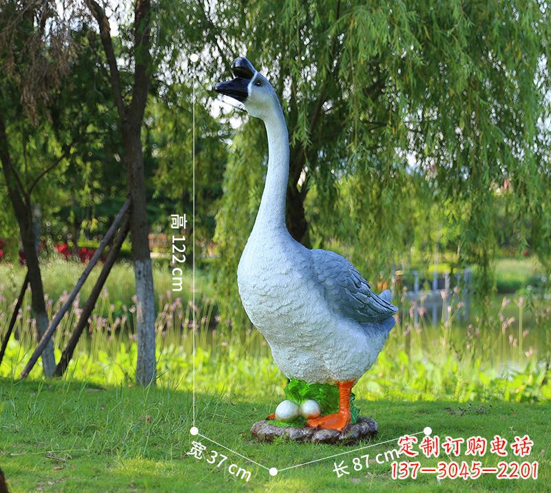 绵阳站立的灰色天鹅