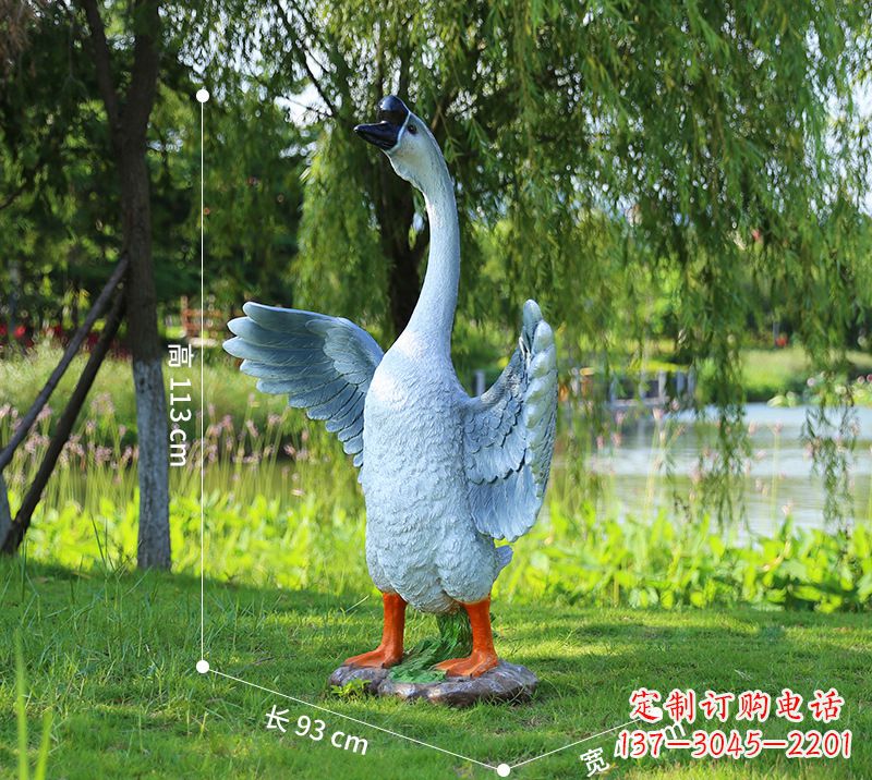 绵阳站立的灰色展翅天鹅